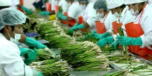 Agroexportaciones peruanas crecer&iacute;an 7% este a&ntilde;o por m&aacute;s env&iacute;os a China, EE.UU. y Canad&aacute;