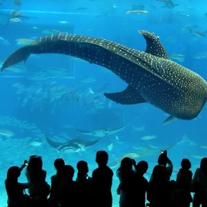 Acuario Churaumi: El Acuario Churaumi Okinawa es el segundo acuario m&aacute;s grande del mundo y es parte del Ocean Expo Park localizado en Motobu.